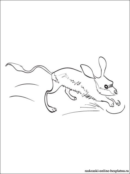 Песчанка рисунок