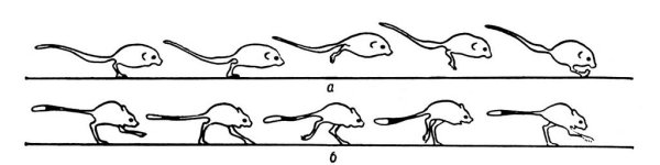 Тушканчик логотип
