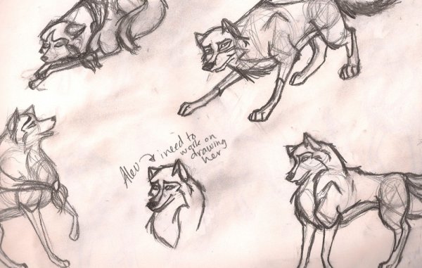 Волк референс скетч Балто