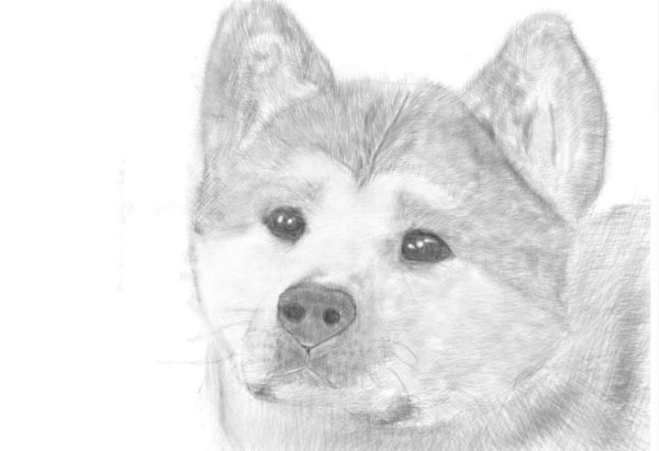 Акита ину карандашом