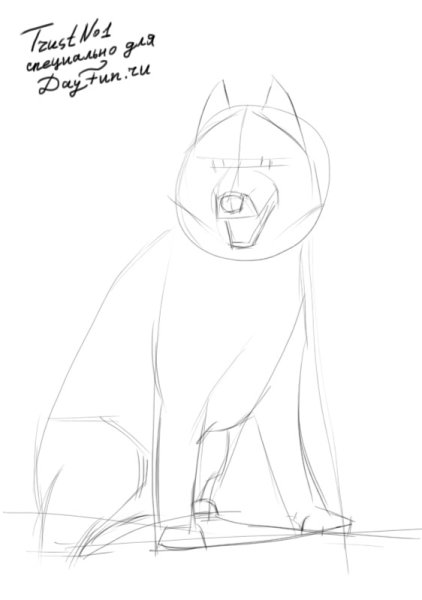 Поэтапное рисование собаки хаски