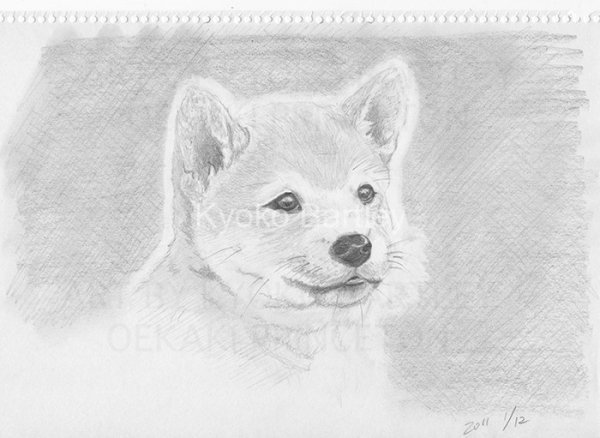 Раскраска сиба ину