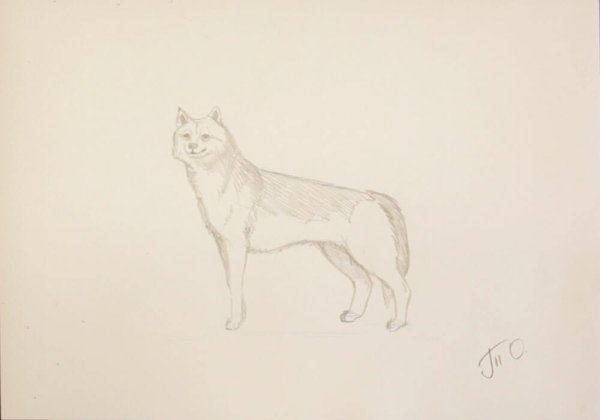 Рисунок Хатико карандашом легко и красиво