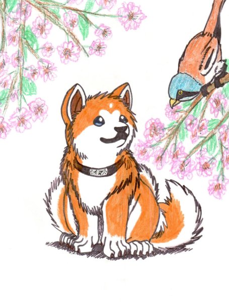 Рисунки Акита ину для срисовки