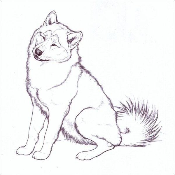 Раскраска собака хаски