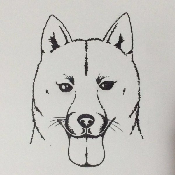 Сиба ину вектор