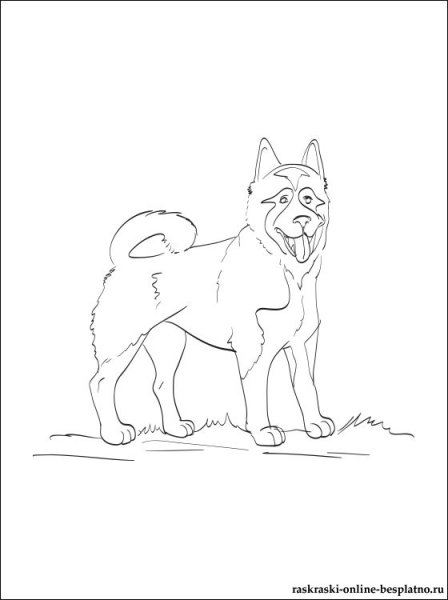 Акита американская раскраска