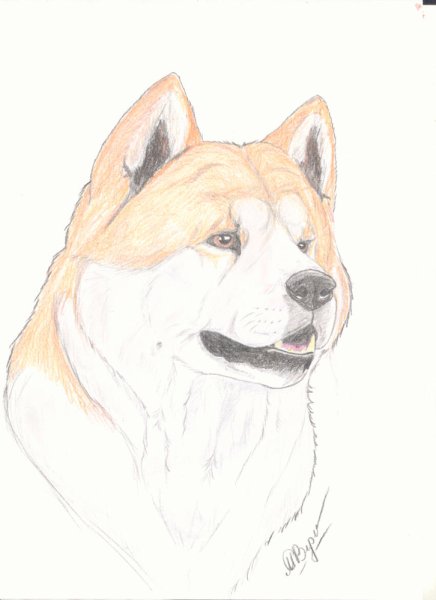 Акита ину рисовать
