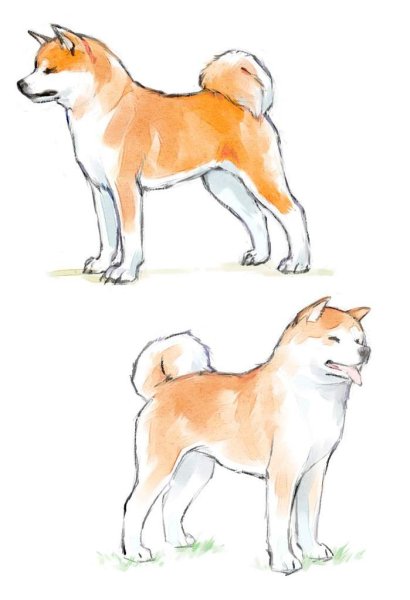 Сиба ину щенок вид сбоку референс