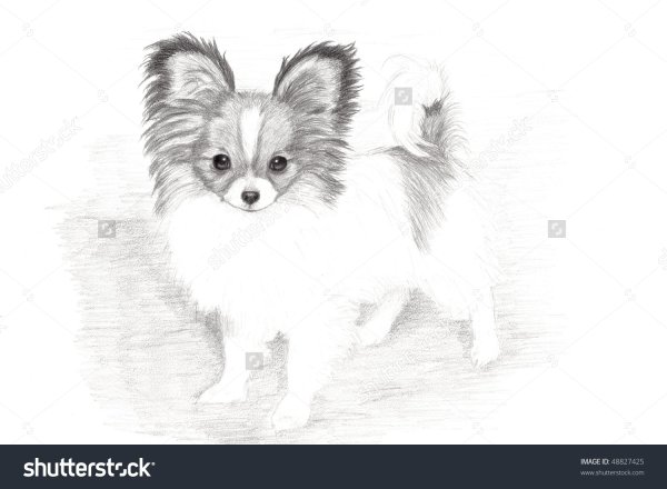 Папильон раскраска