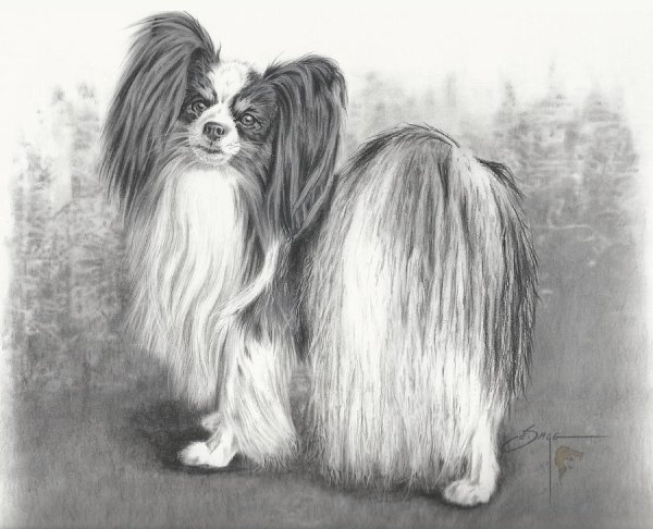 Гравюра Папильон