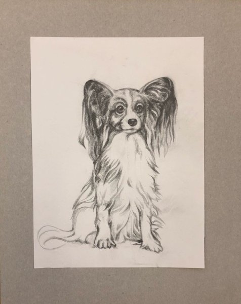 Папильон карандашом