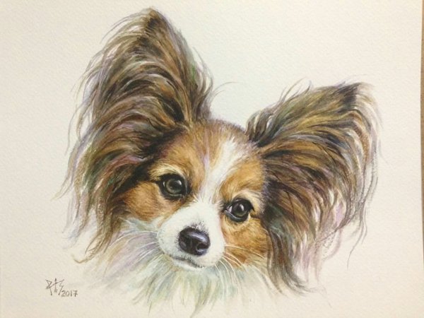 Папильон собака Хлоя