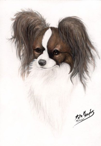 Папильон собака а арт