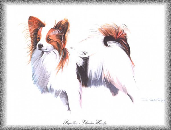 Раскраска Папийон