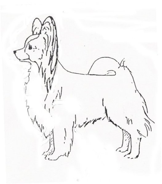 Папильон раскраска