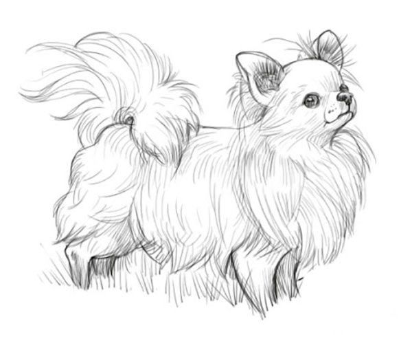 Рисунок чихуахуа длинношерстный