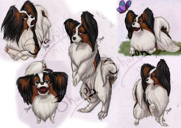 Мультяшные Папильоны