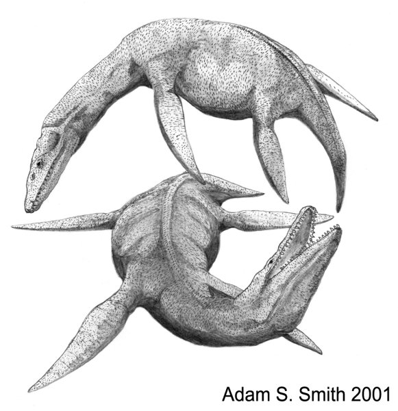 Динозавры Плезиозавр для раскрашивания