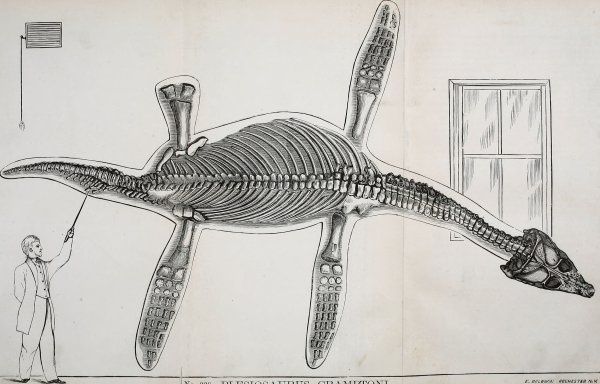 Скелет плезиозавра Мэри Эннинг