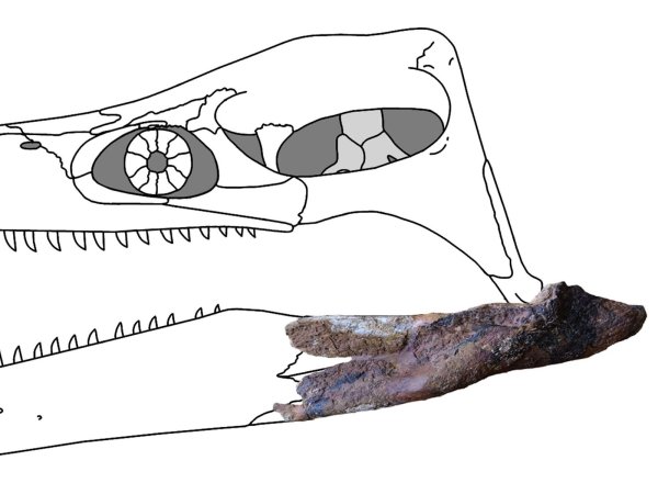 Раскраска палеонтология