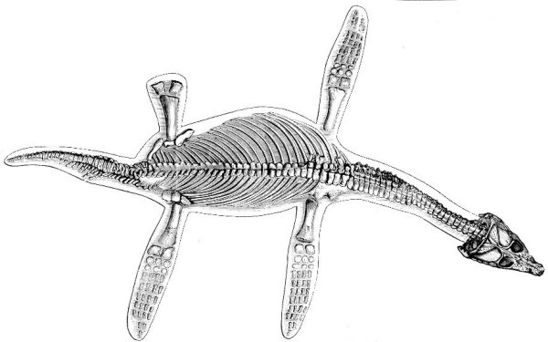 Плезиозавр раскраска