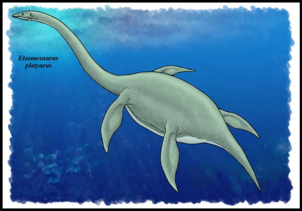 Elasmosaurus platyurus