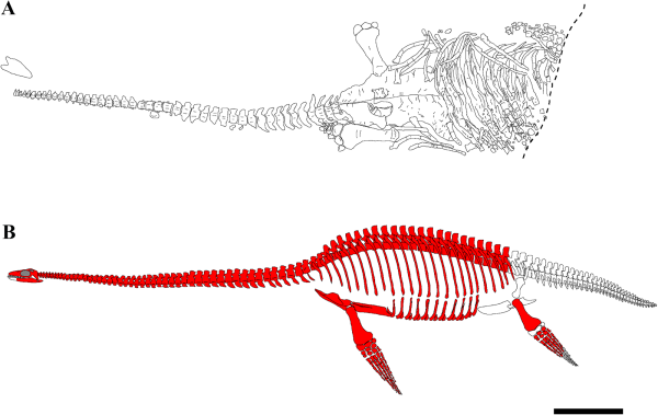 Скелет плезиозавра Эрик