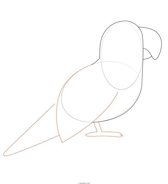 Рисование попугаев пошагово