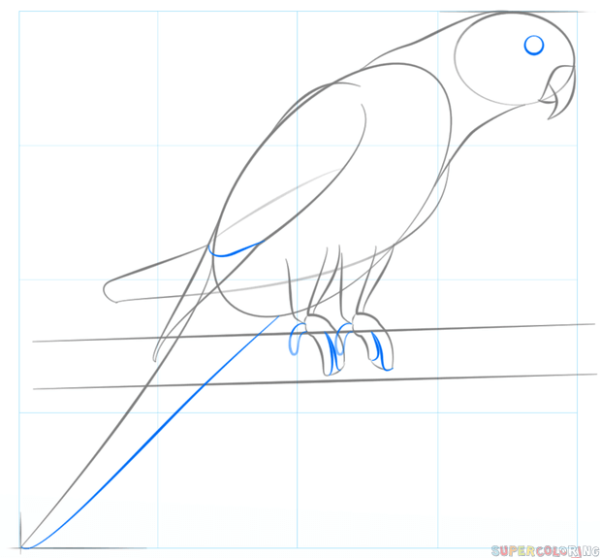 Рисуем пошаговое попугая Учимся