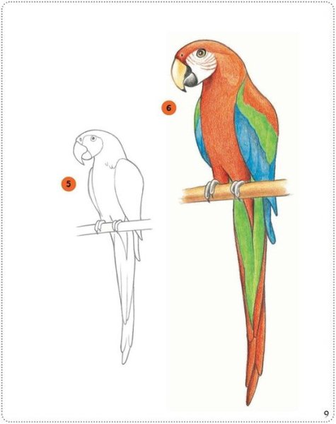 Поэтапное рисование попугая
