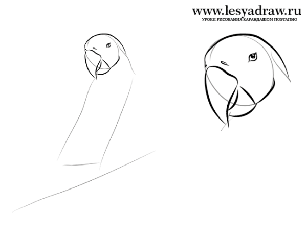 Попугай пошаговое рисование