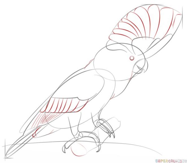 Попугай Какаду карандашом