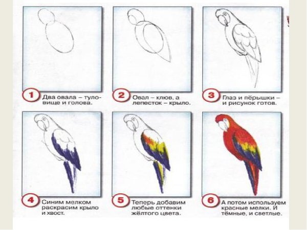 Поэтапное рисование попугая для детей