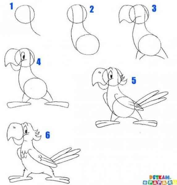 Как нарисовать попугая поэтапно