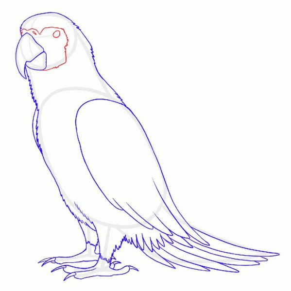 Поэтапный рисунок попугая