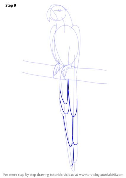 Рисовать волнистого попугая поэтапно карандашом для начинающих