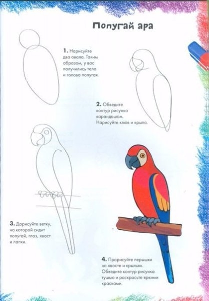 Поэтапное рисование попугая для детей