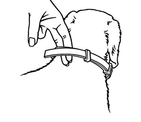 Собака с ошейником раскраска