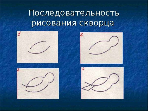 Последовательность рисования скворца