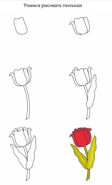 Поэтапное рисование тюльпана