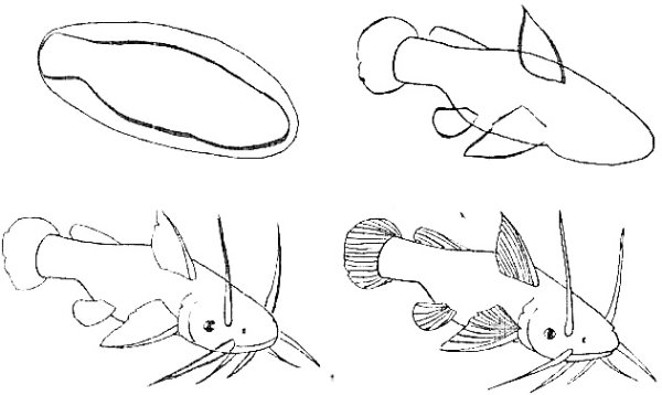 Поэтапное рисование сом