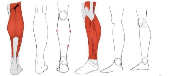 Голень сбоку