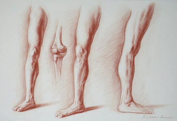 Коленка анатомия рисование