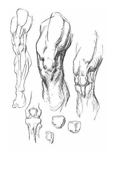 Анатомия Барчаи ноги