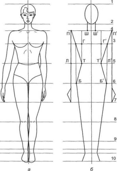 Схема построения фигуры человека