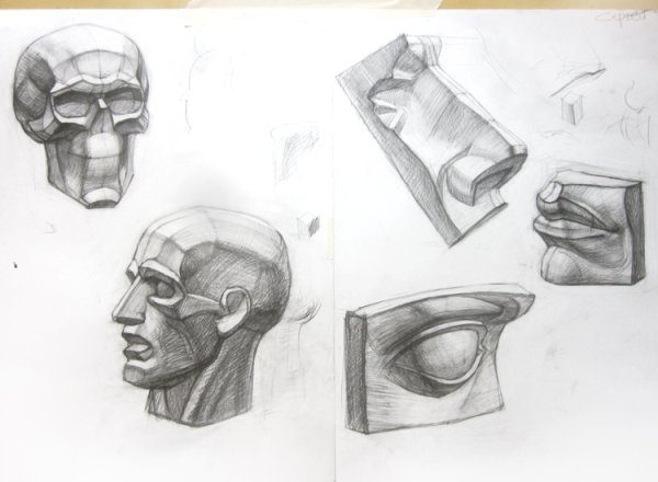 Ухо Давида Академический рисунок построение