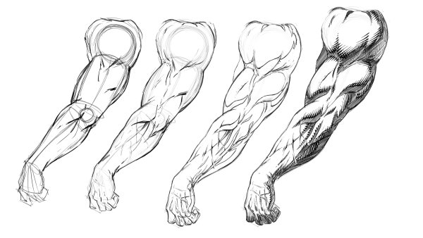 Мышцы зарисовки