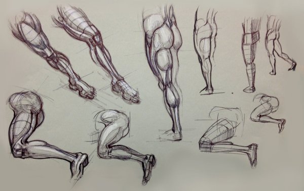 Мышцы ног Баммес