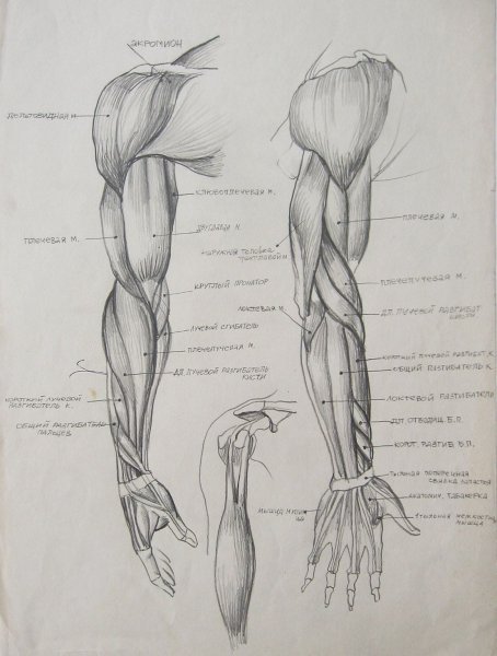 Анатомия мышц руки человека